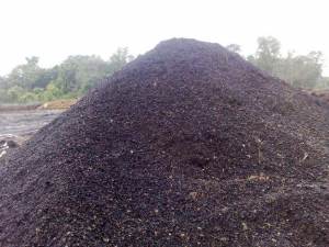 palm oil kernel shells