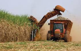 sugarcane in Brazil