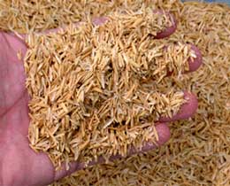 rice husk