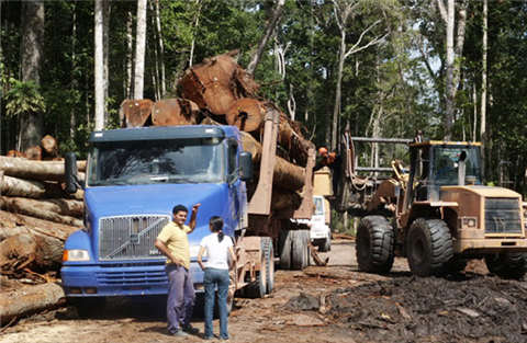 forestry biomass for boiler in Brazil